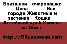 Бриташки - очаровашки.  › Цена ­ 3 000 - Все города Животные и растения » Кошки   . Алтайский край,Камень-на-Оби г.